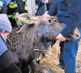 Łosie uratowane z kry na Bugu trafiły do Mikołowa