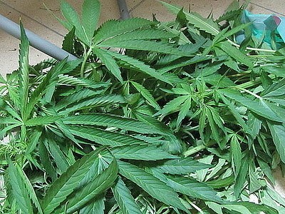 Nielegalna uprawa konopi w Tychach. Marihuana warta 300 tys. zł