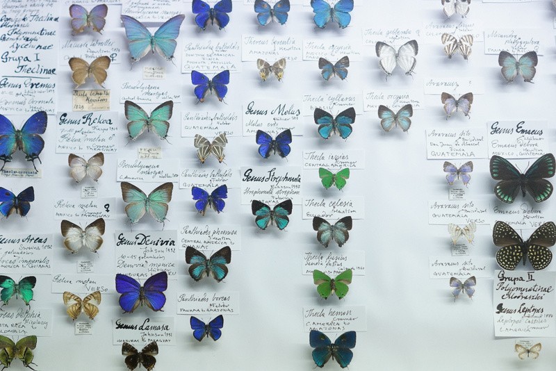 Zachwycające motyle z całego świata w Bochni [ZDJĘCIA]