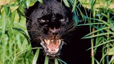 Puma w Maniowach? Grzybiarz zobaczył czarnego kota
