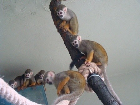 9 małp przyleciało do Śląskiego Ogrodu Zoologicznego z Edynburga [ZDJĘCIA]