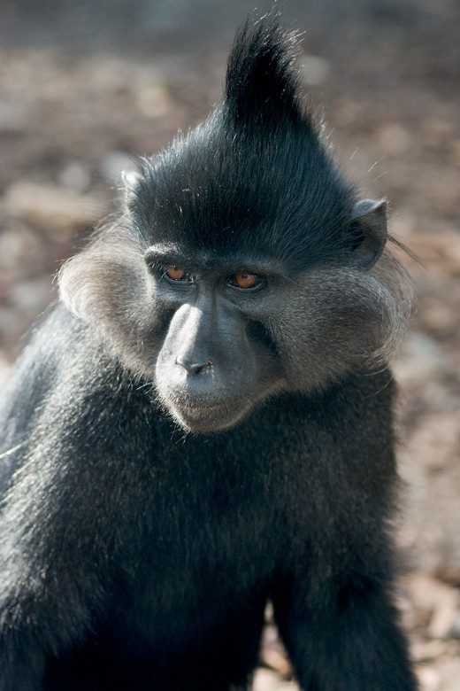 Szukamy imienia dla małej mangaby z krakowskiego zoo