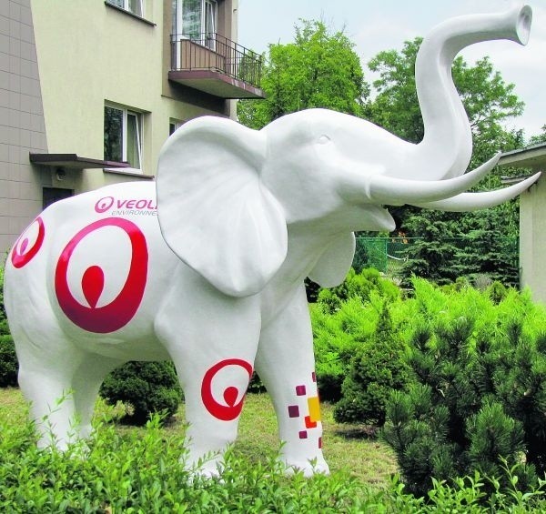 Mało kto wie, że kolorowe słonie promują Poznań