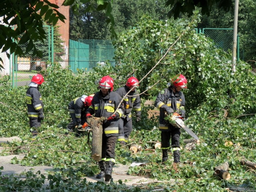 Wrocław: Trzy drzewa przewróciły się na ul. Litomskiej (ZDJĘCIA)