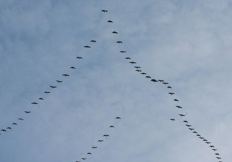 Jesienią można oglądać migrujące ptaki.