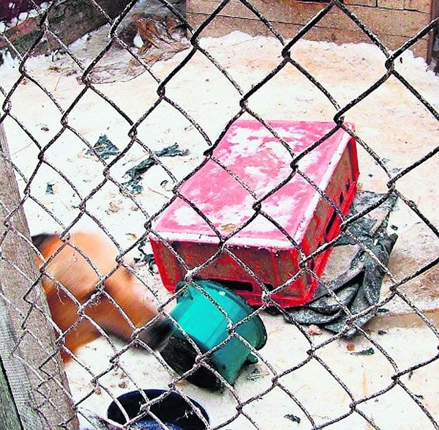 Psy w Dobrocinie były głodne, pozostawione bez opieki