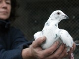 Gmina Milejów: Ukradli 17 gołębi pocztowych