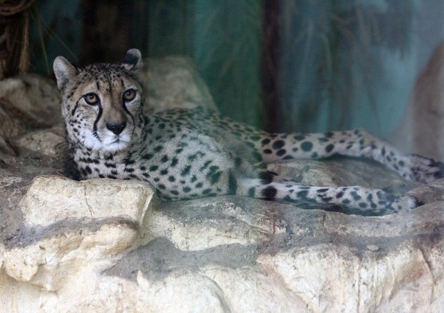 Gepard