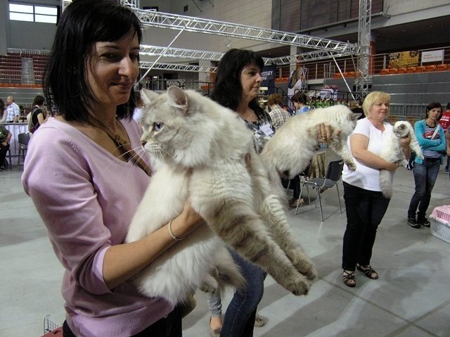 Wystawa kotów rasowych w Bielsku-Białej [ZDJĘCIA]
