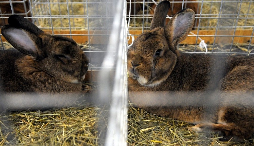 Zoopark w lubelskiej hali targowej (oglądaj ZDJĘCIA)