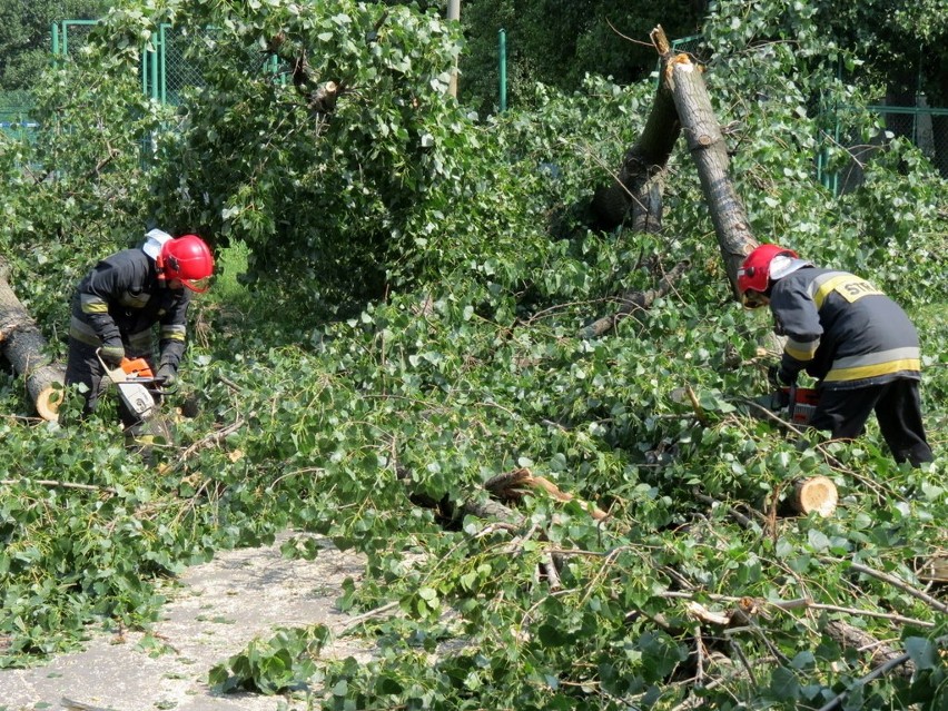 Wrocław: Trzy drzewa przewróciły się na ul. Litomskiej (ZDJĘCIA)