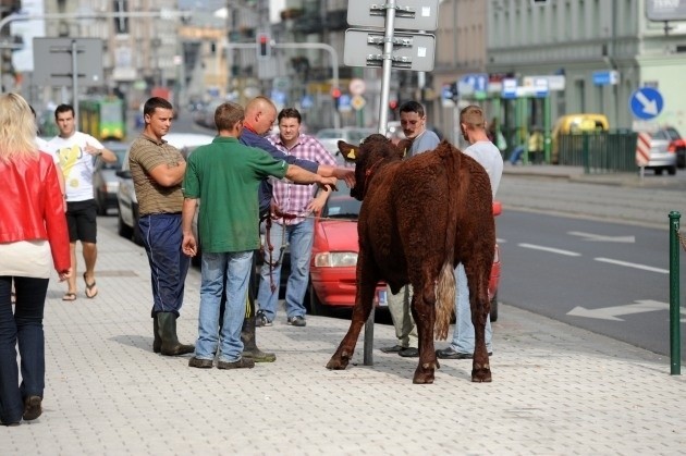 Poznań: Krowa uciekła z MTP. Biegła ulicą Głogowską! [ZDJĘCIA]