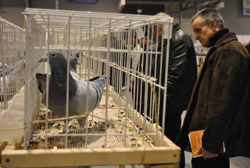 Miłośnicy gołębi spotkali się w Sosnowcu [ZDJĘCIA]