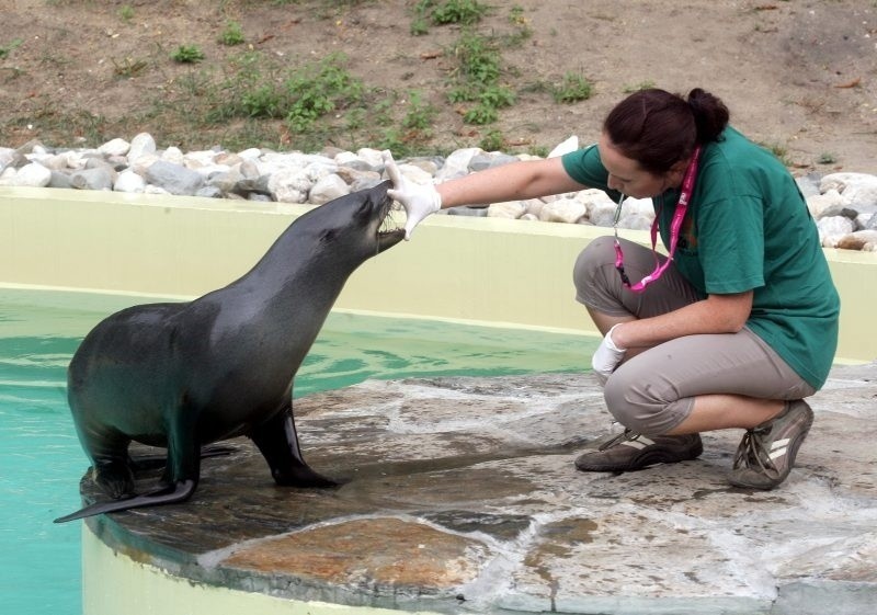 Wrocław: W zoo już zobaczysz kotiki