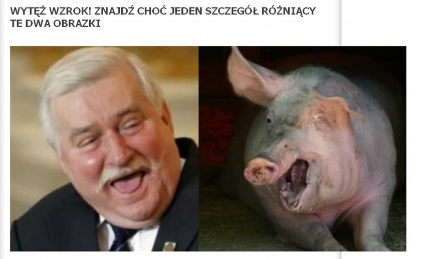 Solidarność z Torunia porównuje Lecha Wałęsę do świni