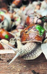 Dolny Śląsk: Zbiorą ślimaki winniczki