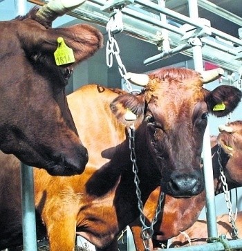 W UE zwierzęta są powszechnie karmione paszami z GMO