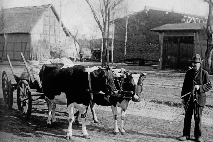 Mężczyzna prowadzący krowy w jarzmie. Izbica, 1933 r.