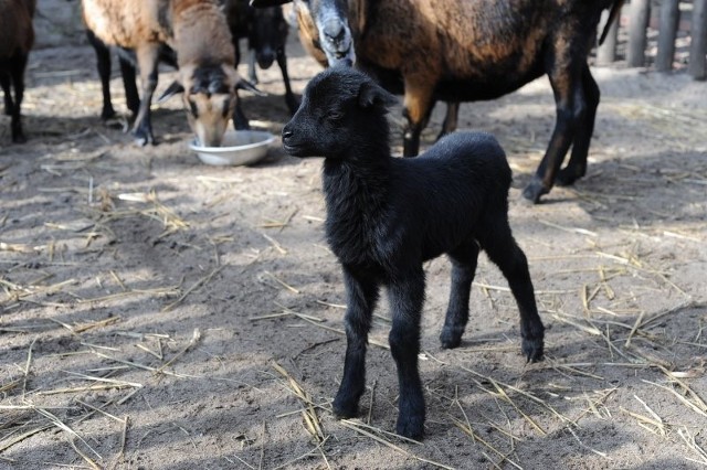 Czarny Diabełek - baranek owcy kameruńskiej.