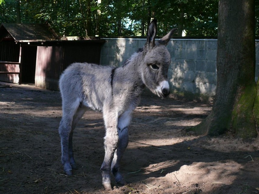Zoo Poznań: Mały osiołek urodził się w Nowym Zoo