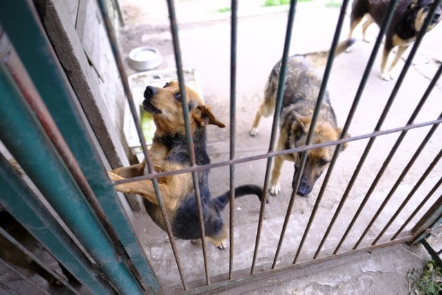 40 małych piesków z toruńskiego przytuliska pilnie potrzebuje pomocy. Na czas remontu starych kojców potrzebne im tymczasowe domy. 

Wczoraj w schronisku przy ul. Przybyszewskiego pojawili się budowlańcy, by zabrać się za kompleksową modernizację kojców w jednym z budynków przytuliska. 

Zobacz także: Byłeś na meczu Get Well - Falubaz? Mamy dużo zdjęć z trybun Motoareny! [GALERIA]

To oznacza, że ich dotychczasowi mieszkańcy muszą się wynieść. Chodzi o 40 psów, kundelków niewielkich rozmiarów. 
-&nbsp;Szukamy dla nich domów tymczasowych, by mogły pod dobrą opieką przeczekać trwające tu roboty budowlane - mówi Agnieszka Szarecka, kierowniczka toruńskiego schroniska. 

Dotychczasowa siedziba kundelków zmieni się nie do poznania. Wymienione zostaną okna i drzwi w budynku, położone nowe posadzki, pomieszczenia wraz z metalowymi elementami kojców zostaną pomalowane.

W budynku zrobi się cieplej, bo wysoki dotąd sufit zostanie obniżony, a psy dostaną elektryczne maty grzewcze. Wcześniej, podczas niesprzyjającej aury, były one ogrzewane żarówkami o dużej mocy. 

Zobacz także: Ile zarabia policjant? Zarobki policjantów wg stanowisk - lista płac w policji 2018 [Stawki, wynagrodzenia, lista]

Cały remont powinien się zakończyć w przeciągu najbliższych czterech tygodni, czyli na początku sierpnia. 
-&nbsp;To nie oznacza, że trzeba wziąć psa na cały miesiąc. Jeśli ktoś może się nim zaopiekować przez tydzień czy dwa, to także jest dla nas rozwiązanie. Gdy zwierzak wróci, będziemy się starać znaleźć mu kolejny tymczasowy dom - dodaje Agnieszka Szarecka. 

Tu warto przypomnieć, że podobna akcja przed rokiem przyniosła świetne efekty. Nie brakowało chętnych do czasowej opieki nad schroniskowymi psami. I nie wszystkie do przytuliska wróciły, część została na zawsze u swoich zastępczych właścicieli. 

Osoby zainteresowane tymczasową adopcją małych piesków powinny przyjechać do schroniska w godzinach jego pracy, czyli w dni powszednie pomiędzy 12 a 18, a w weekendy pomiędzy 12  a 16. Warto wcześniej zadzwonić i się umówić - tel. 56 622- 48 -87.
-&nbsp;Przeszkodą nie jest posiadanie w domu innych zwierząt. Jesteśmy tak w stanie dobrać psa, by nie było konfliktu. Można zresztą zabrać ze sobą pupila i na miejscu sprawdzić, jak się będzie dogadywał z nowym kolegą - tłumaczy Agnieszka Szarecka. - Staramy się dopasować psa do charakteru jego tymczasowego opiekuna. Bierzemy pod uwagę tryb życia człowieka, jego pracę, to gdzie mieszka i czy ma małe dzieci.