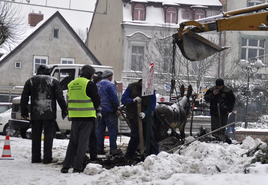 Międzychodzki osiołek dziś stanął przy rynku. Co o nim sądzicie?