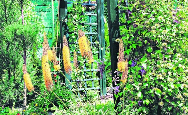 Najpiękniejszy ogródek kwiatowy - zgłoś zdjęcie do plebiscytu!