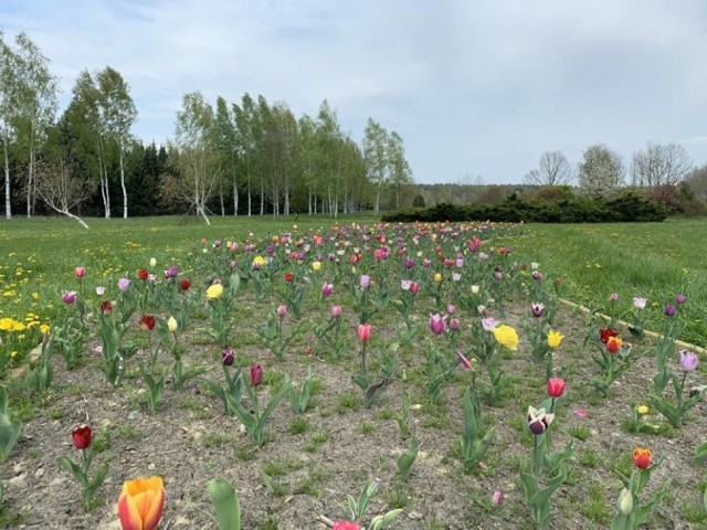 ARBORETUM LEŚNE, KASA i INFORMACJA

w 2021 roku CZYNNE CODZIENNIE od kwietnia do 31 października

pn. - pt.: 7:00 - 15:00
sob. - nd. i świeta: 8:00 - 16:00  

Na terenie ARBORETUM LEŚNEGO można przebywać do godz. 19:00 z aktualnym biletem. Po zamknięciu PUNKTU SPRZEDAŻY ROŚLIN wyjście odbywa się przez furtkę obrotową przy głównej bramie
 
BILETY do ARBORETUM LEŚNEGO - płatność TYLKO GOTÓWKĄ
BILET NORMALNY: 5zł
BILET ULGOWY*: 3zł