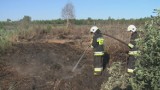 Pożar torfowiska.  Żywioł szalał pod ziemią! [WIDEO]