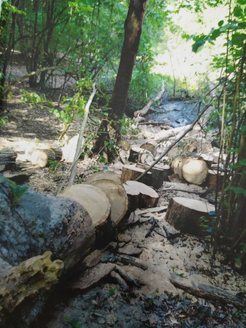 Policja w Chodzieży zatrzymała sprawcę kradzieży drewna na Cygańskich Dołach w Szamocinie