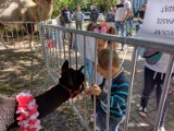 Wielbłąd, lamy i osiołki pojawiły się na Winobraniu. Zielonogórska radna zrobiła dzieciom niespodziankę