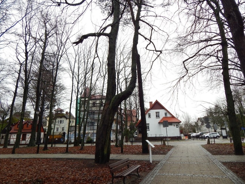 Na przyrodniczej mapie Ustki przybyło 10 pomników przyrody