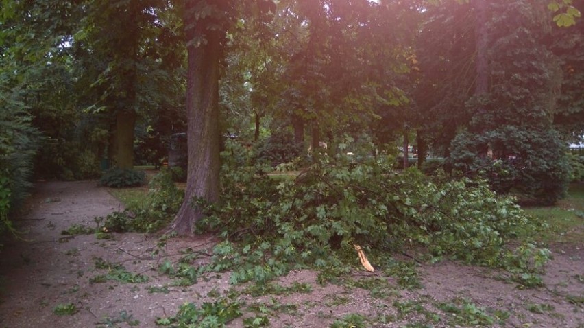 Takie piękne drzewa, serce pęka... - czytamy na FB Zoo