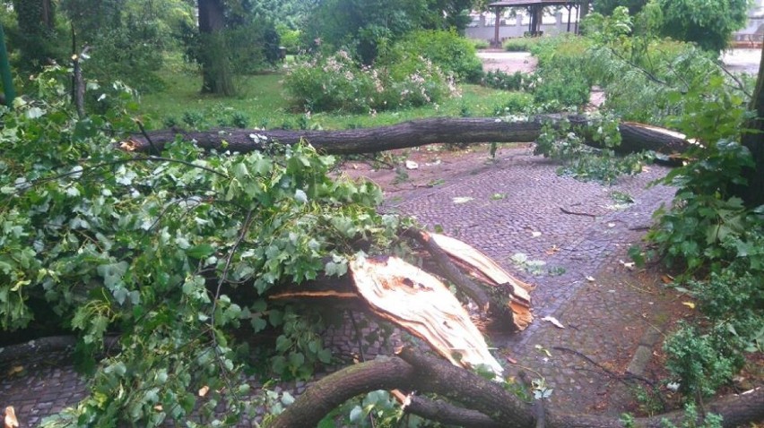 Takie piękne drzewa, serce pęka... - czytamy na FB Zoo