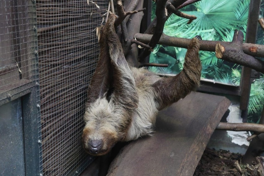 Para leniwców z zoo w Łodzi dostała talerz smakołyków z okazji ich święta. Światowy Dzień Leniwca. ZDJĘCIA