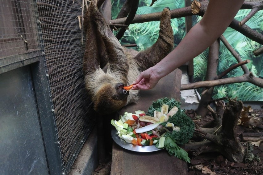 Para leniwców z zoo w Łodzi dostała talerz smakołyków z okazji ich święta. Światowy Dzień Leniwca. ZDJĘCIA