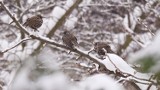 Niecodzienny widok w Zatorze. Na os. Morysina stado szpaków na zasypanych śniegiem drzewach. Nie spodziewały się zimy czy zaspały?