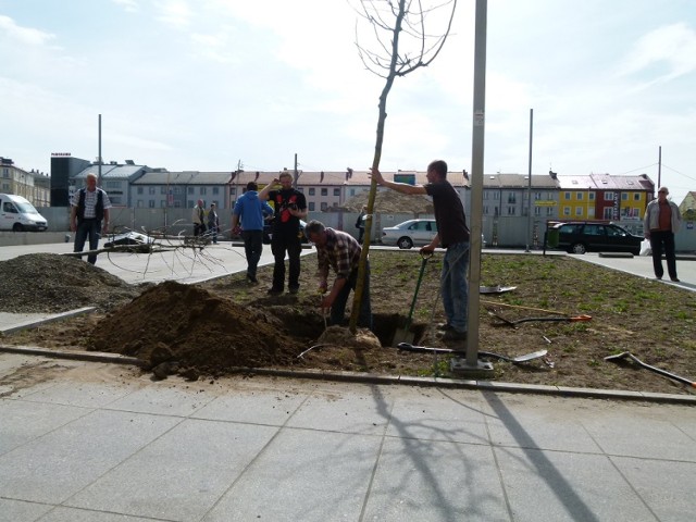 Sadzą drzewa i krzewy na pl. Kościuszki