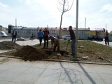 Sadzą drzewa i krzewy na placu Kościuszki. Wkrótce pojawi się ponad 13 tys. roślin