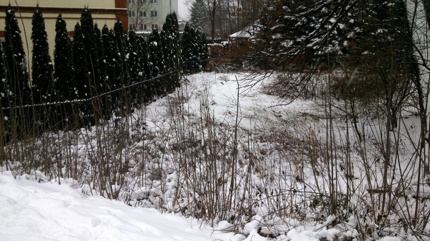 Nowy Sącz. Puchowy śniegu tren... okrywa szpetotę