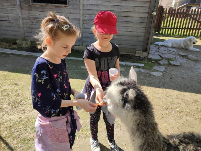 Dzieci świetnie bawiły się z lamami. Więcej na kolejnych zdjęciach