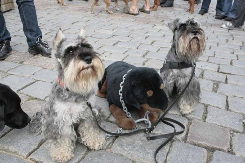 STARY RYNEK - Przywiązywali się łańcuchem do budy. ZOBACZ ZDJĘCIA