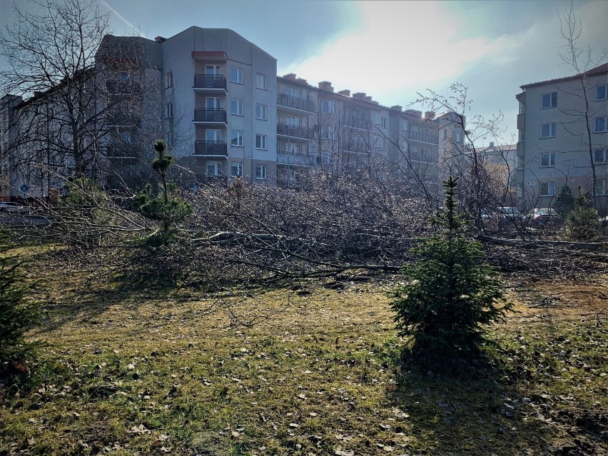 Wycinka przy ul. Bartla - luty 2019