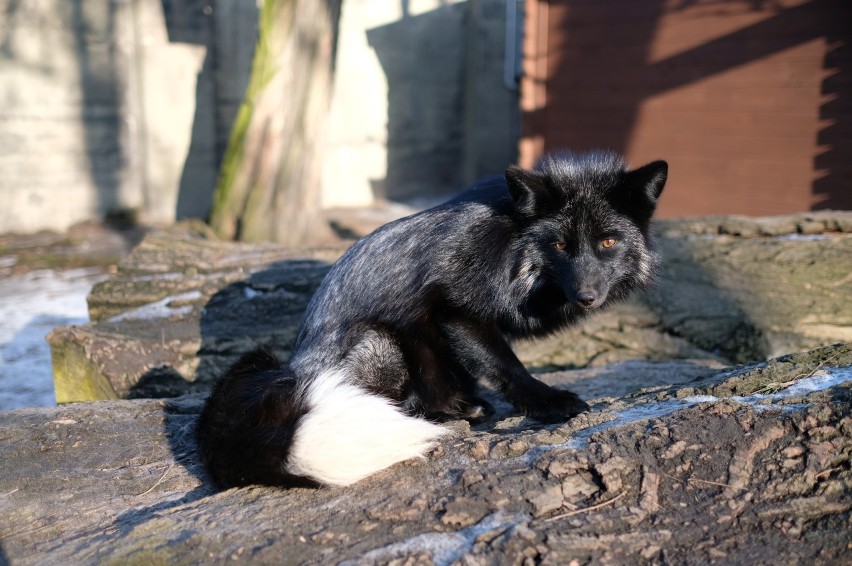 Stare Zoo przeciwko przemocy wobec natury