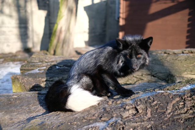 Stare Zoo przeciwko przemocy wobec natury