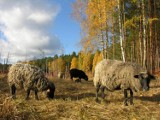 Owce pomagają mazurskim leśnikom w odtwarzaniu muraw [ZDJĘCIA]