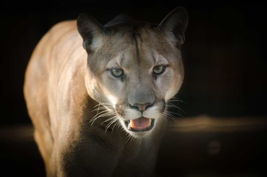 Puma w Ogrodzieńcu na wolności! Trwa wielka obława w pow. zawierciańskim. Uważajcie!