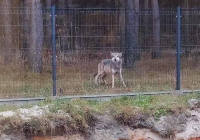 Wilk pojawił się blisko gospodarstwa domowego w pobliżu Mirostowic Górnych.