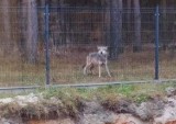 Wilki w lasach gminie Żary. Zwierzęta mogą podejść bardzo blisko gospodarstwa domowego. Jak się zachować?