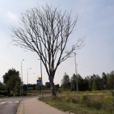 Suche drzewo przy wyjeździe ze Szczecinka stwarza ogromne zagrożenie [zdjęcia]